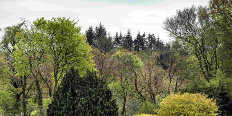 JFK Arboretum - Heritage Ireland