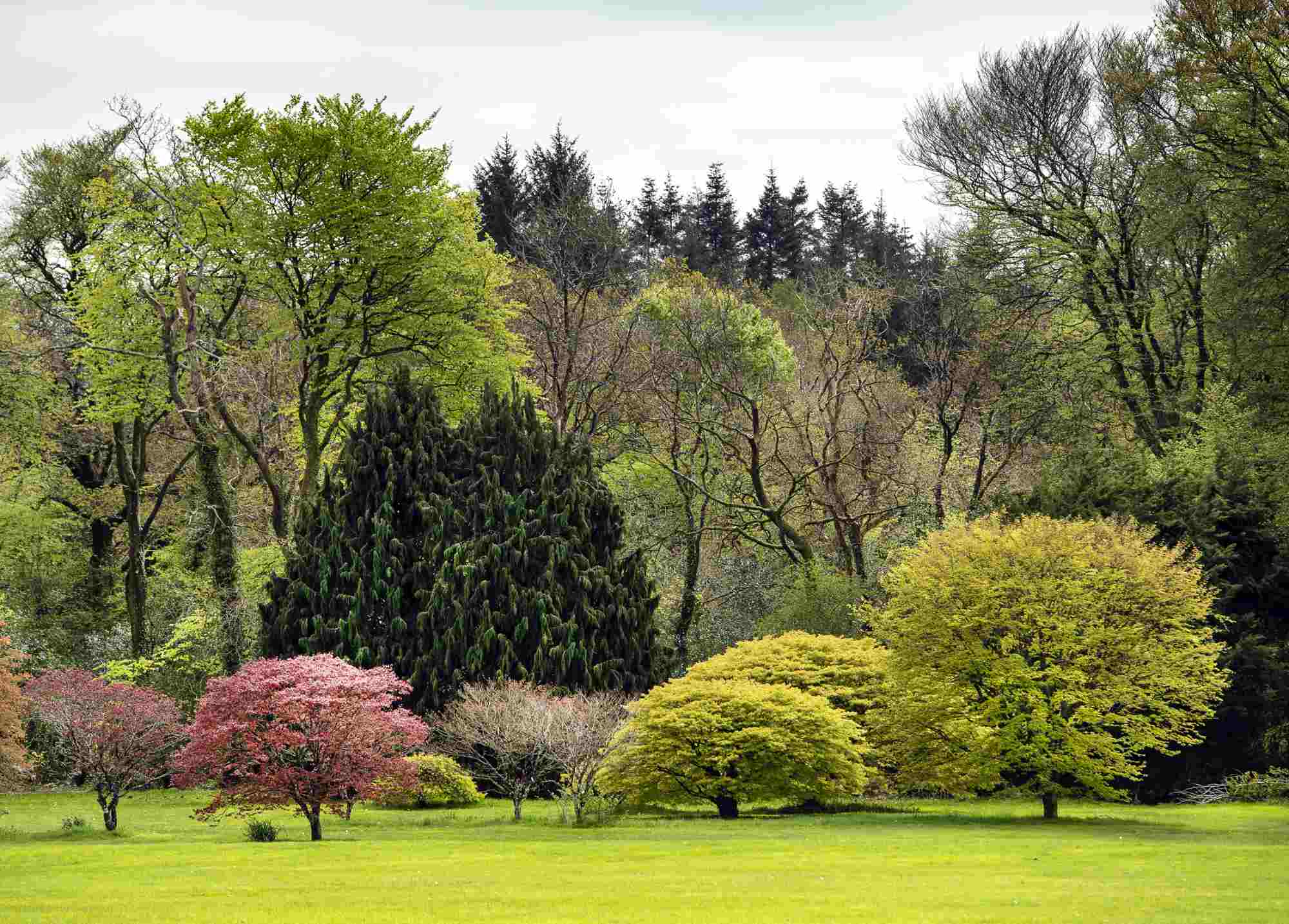 Celebrate Irish Woodlands at JFK Arboretum